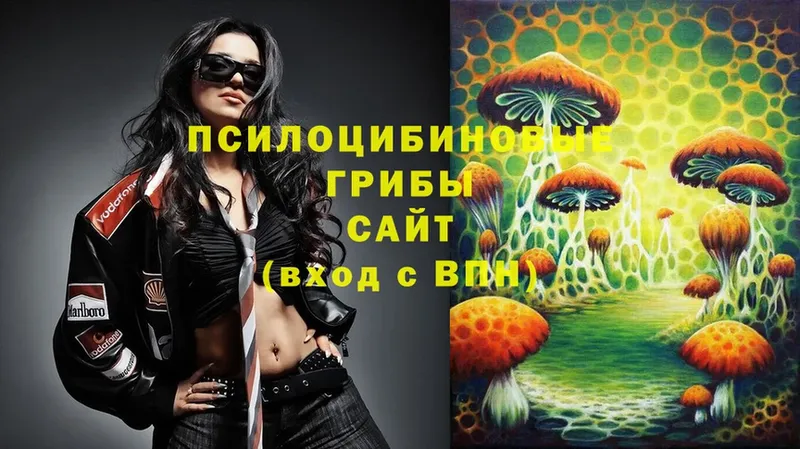 Галлюциногенные грибы Psilocybe  закладки  Биробиджан 